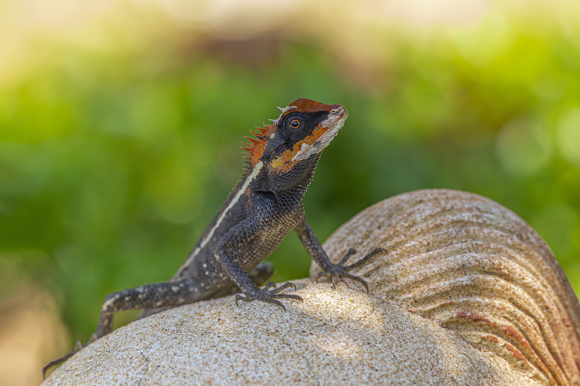 Emma gray`s forest lizard (Calotes emma)