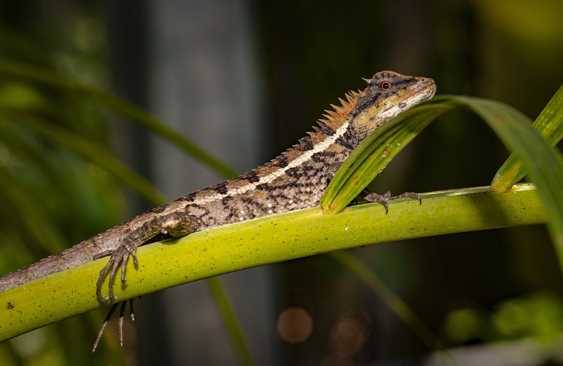 Emma gray`s forest lizard (Calotes emma)