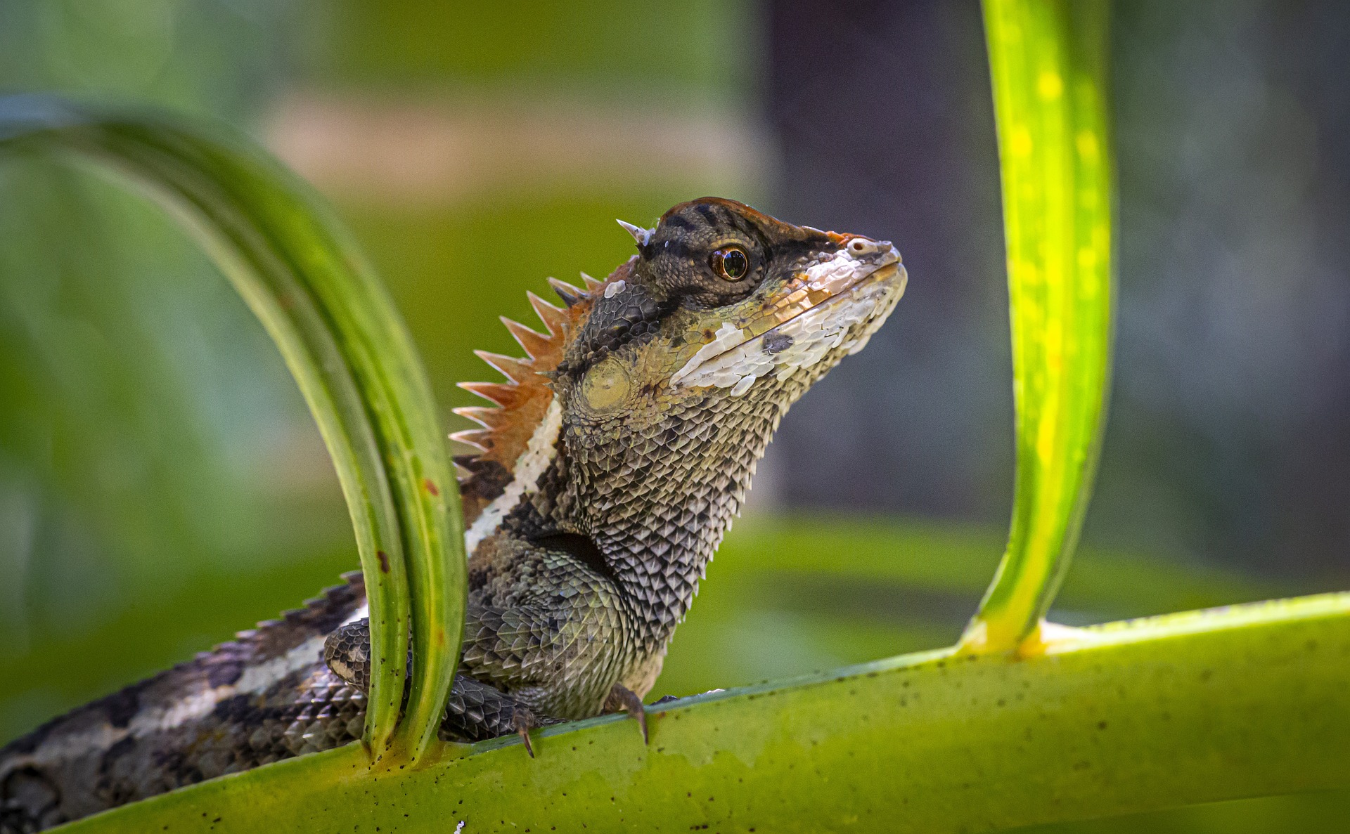 Emma gray`s forest lizard (Calotes emma)