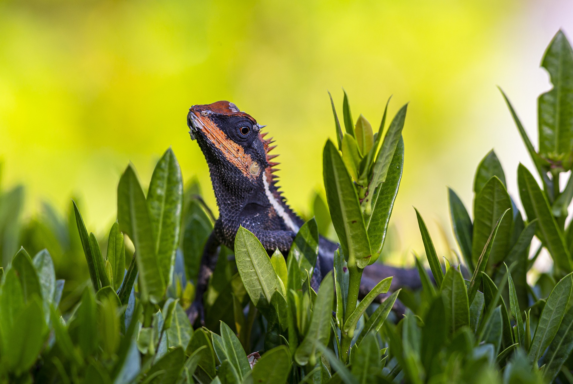 Emma gray`s forest lizard (Calotes emma)
