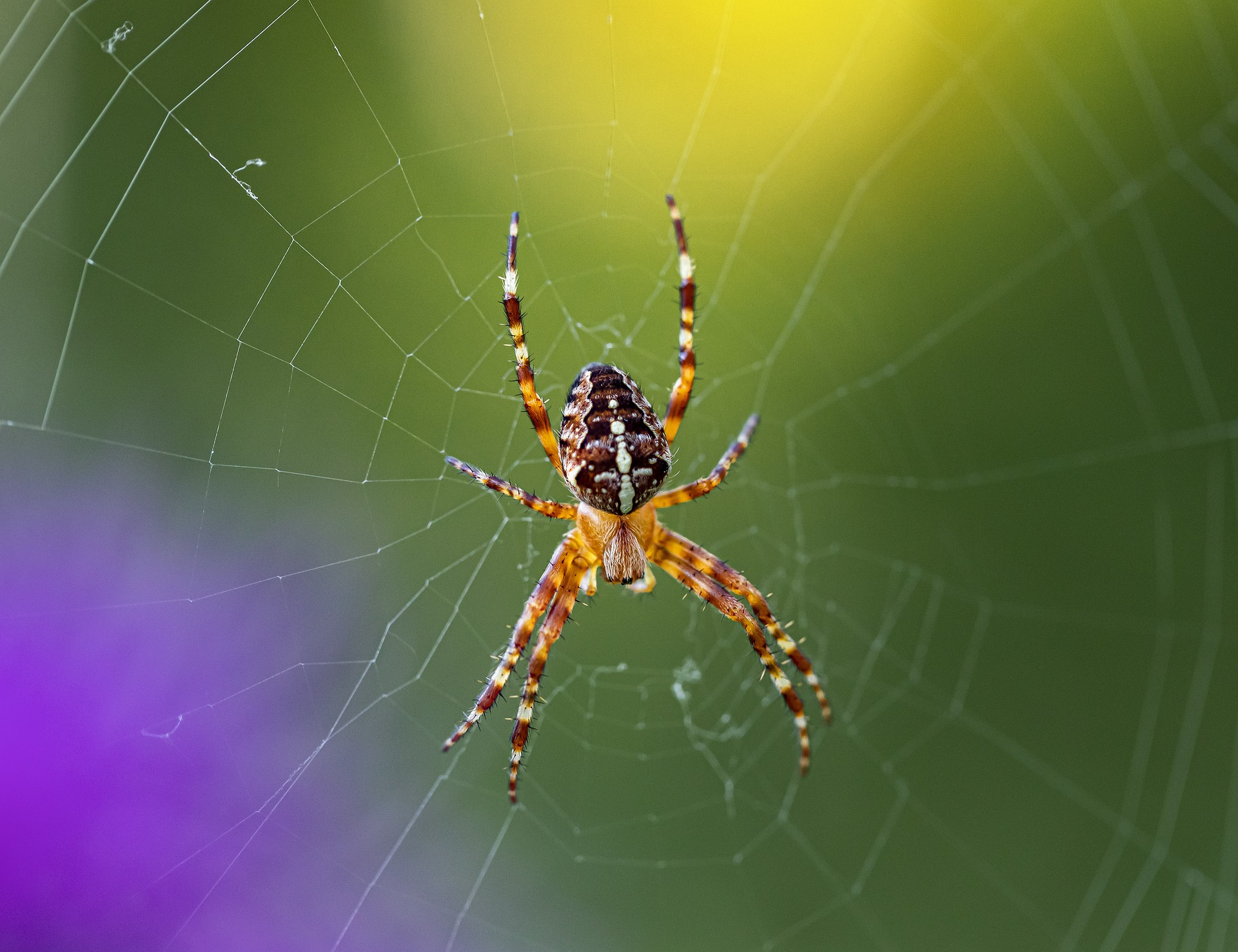European garden spider (Araneus diadematus)