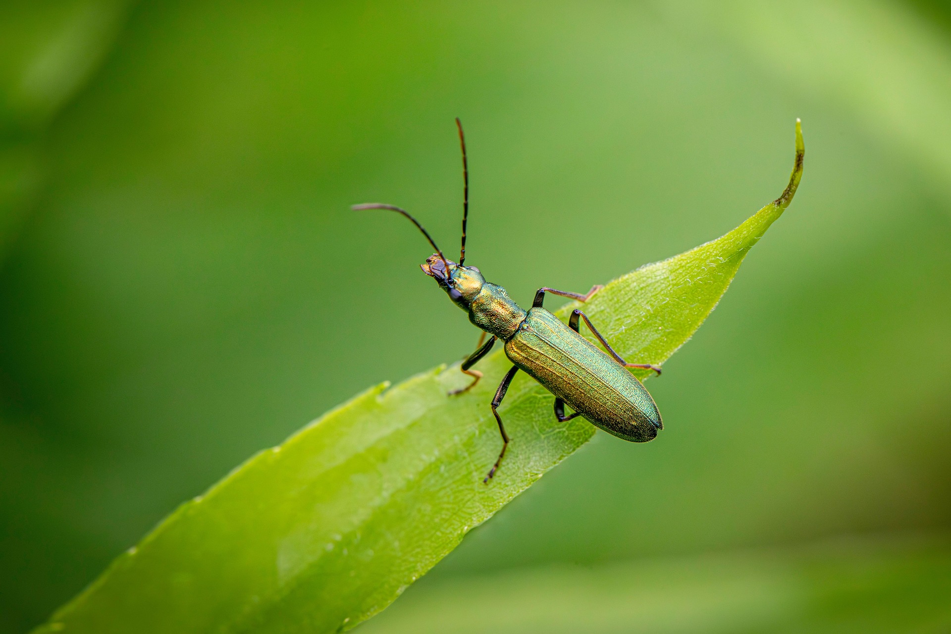 False blister beetle (Crysanthia viridissima)