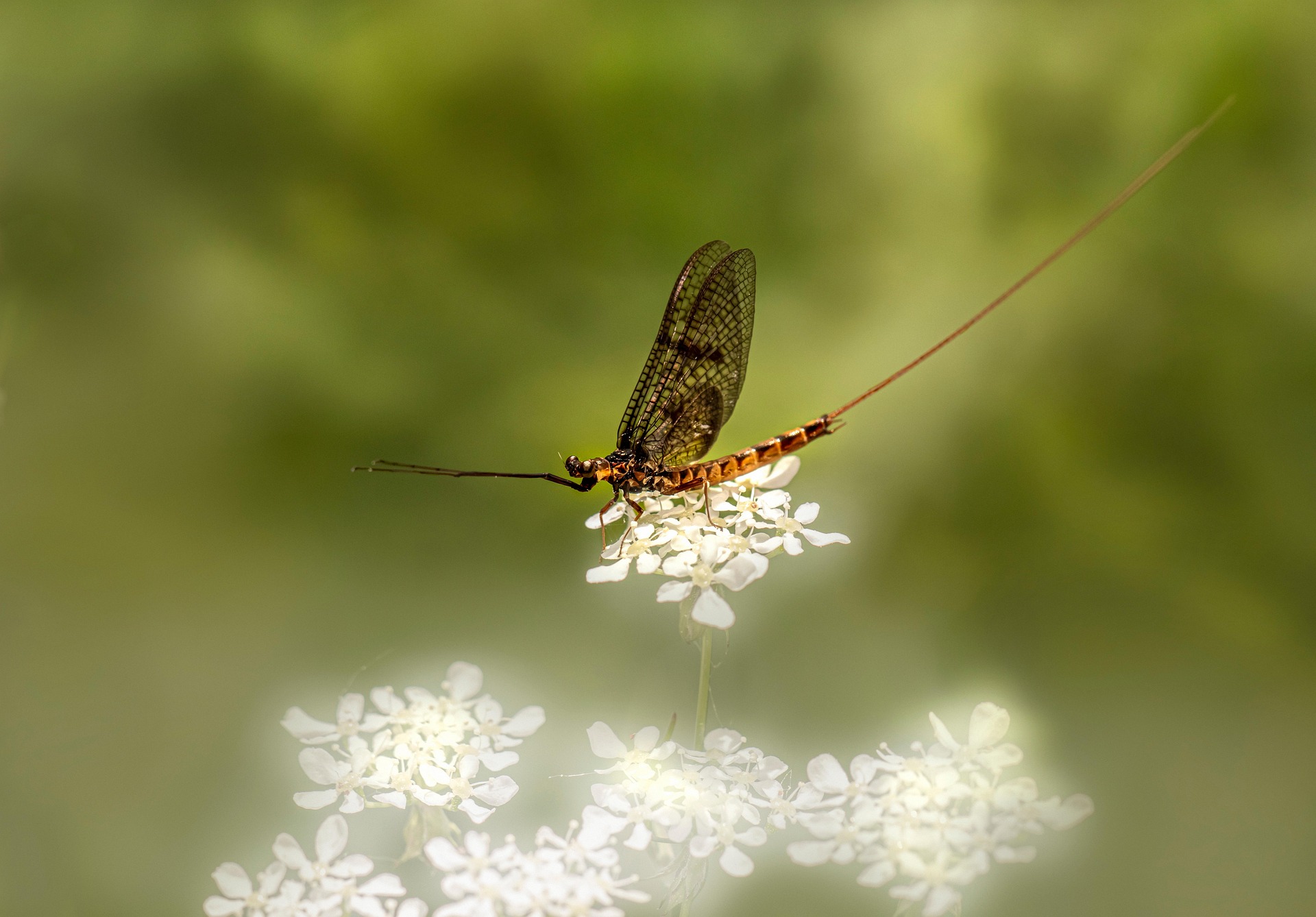 Common Mayfly (Ephemera vulgata)