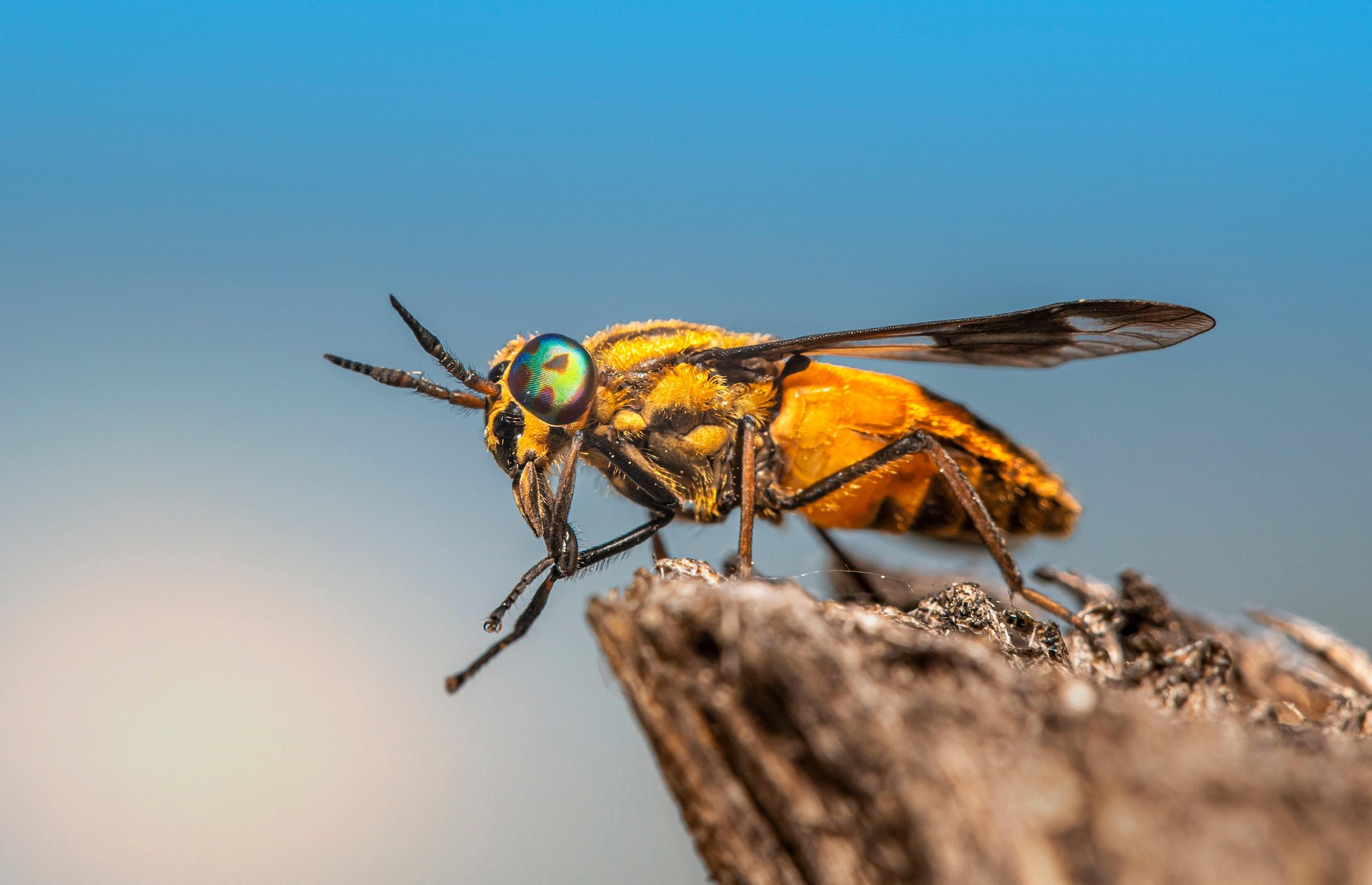 Splayed deer fly (Chrysops caecutiens)