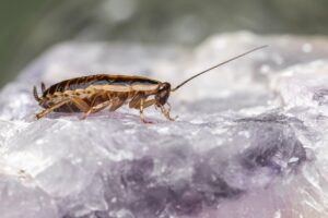 https://pixabay.com/photos/german-cockroach-disgust-spooky-4788427/