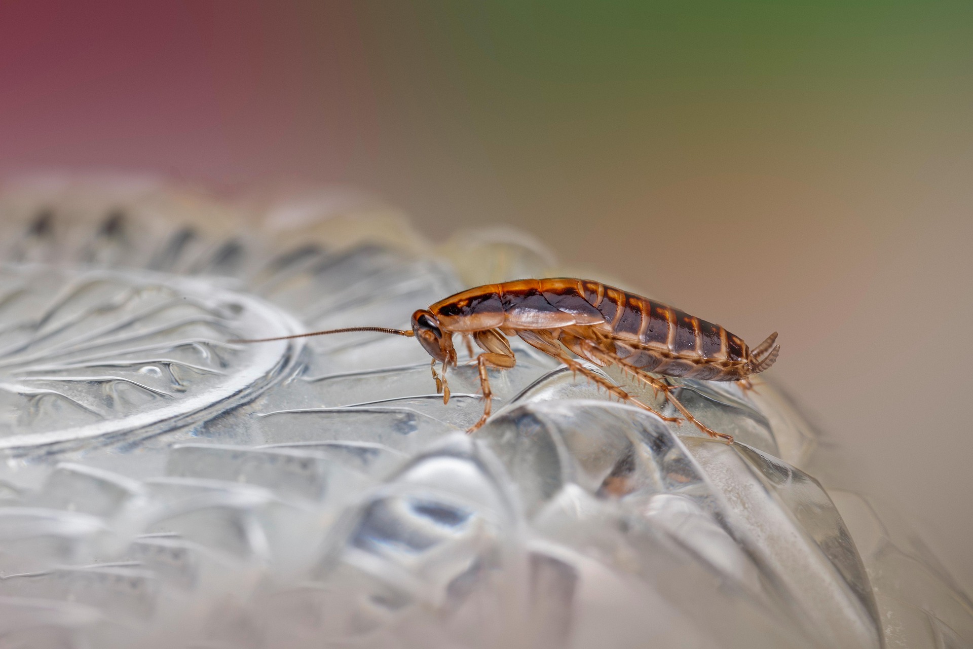 German cockroach (Blattella germanica)