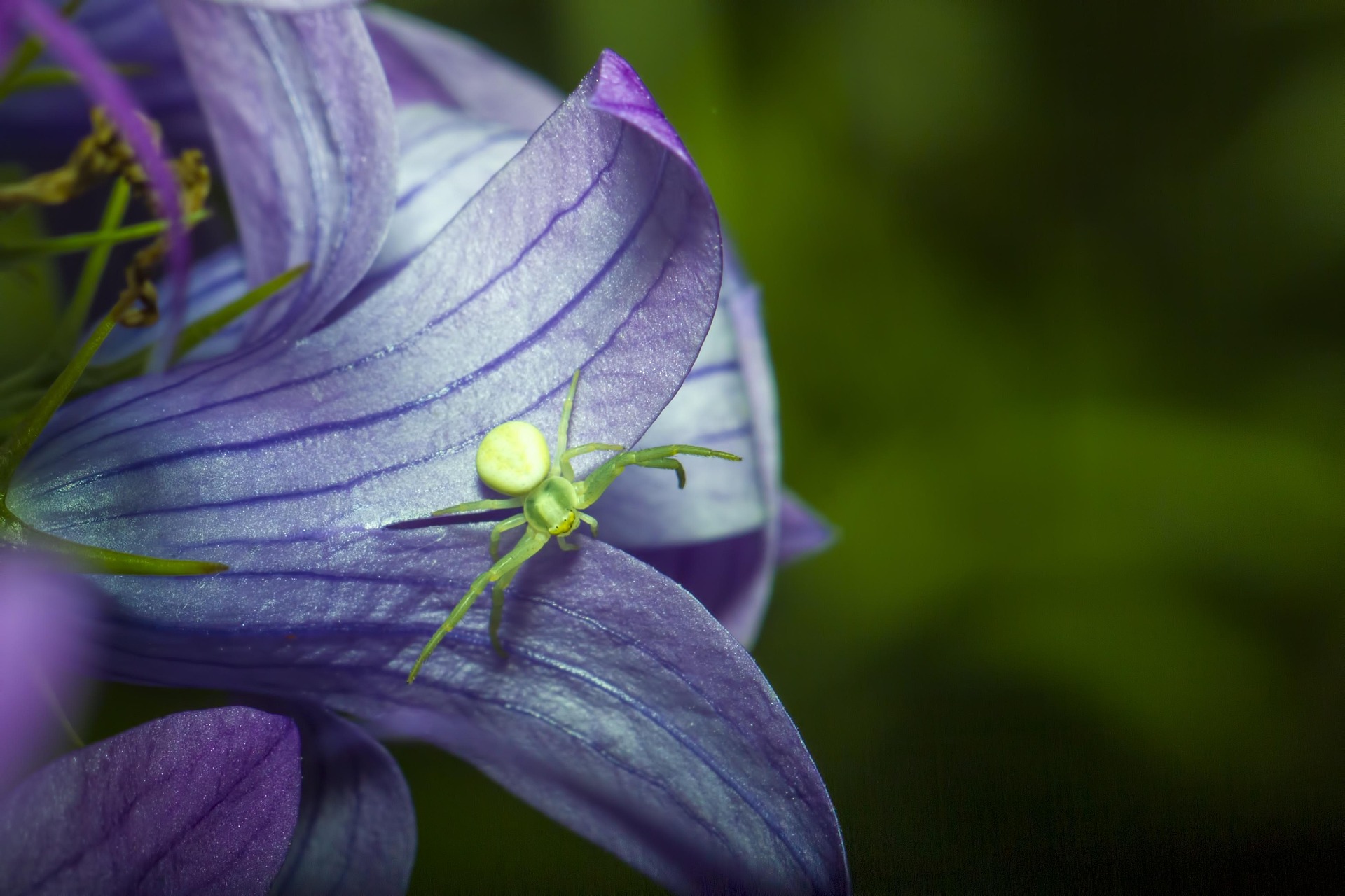 Green crab spider (Diaea dorsata)