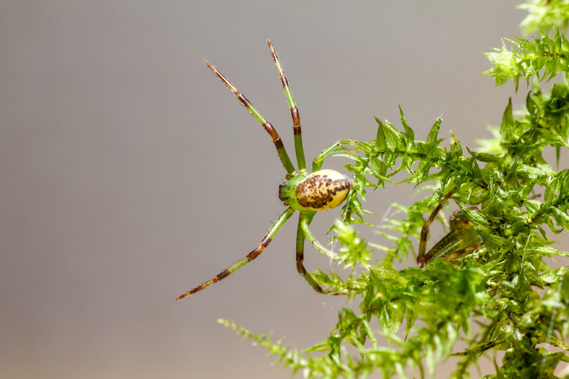 Green crab spider (Diaea dorsata)