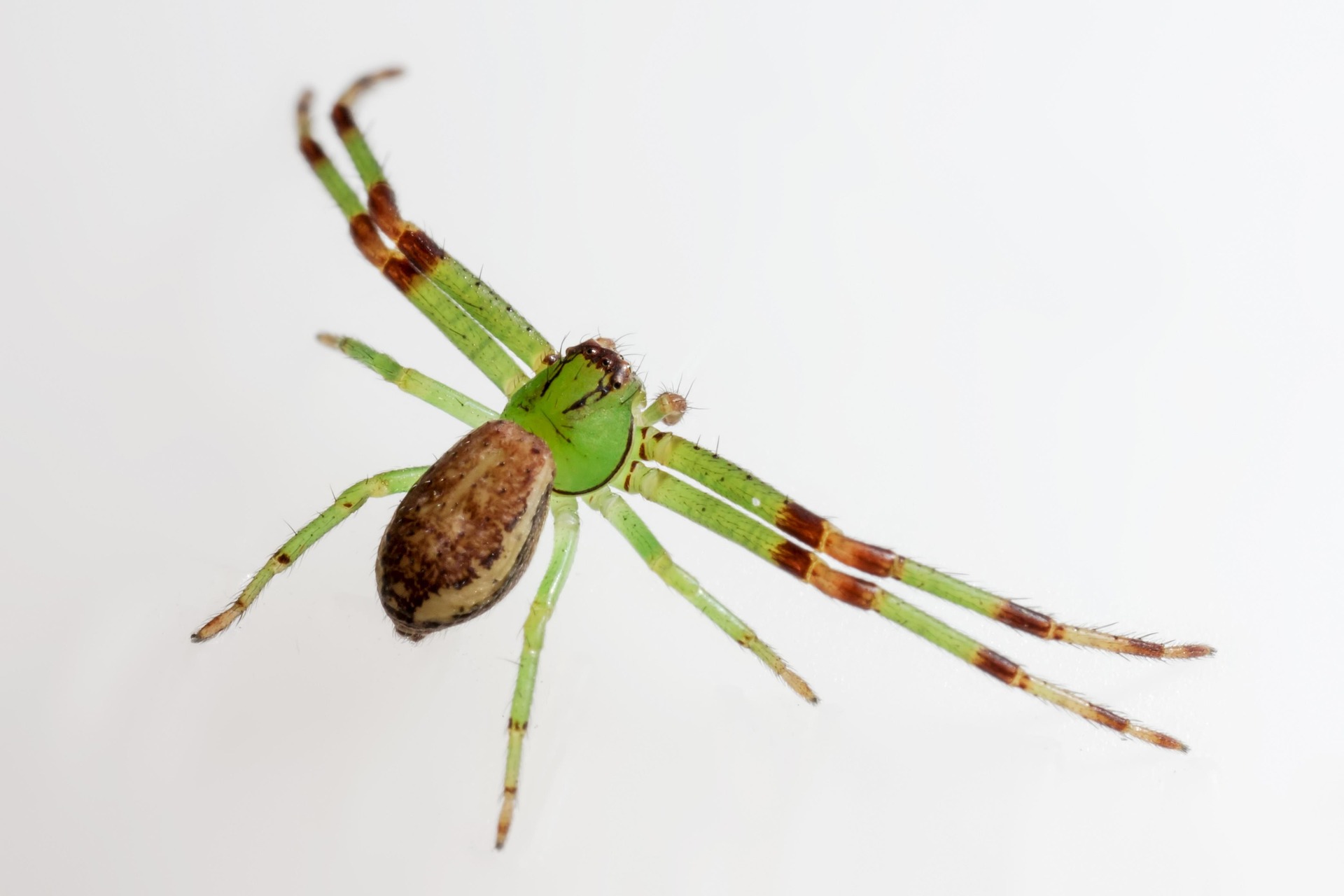 Green crab spider (Diaea dorsata)