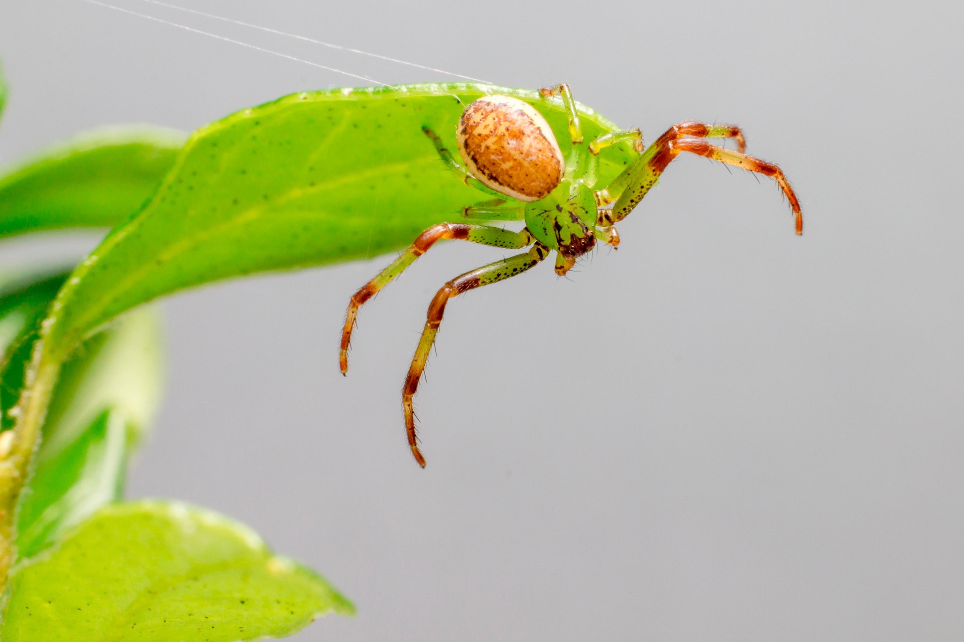 Green crab spider (Diaea dorsata)