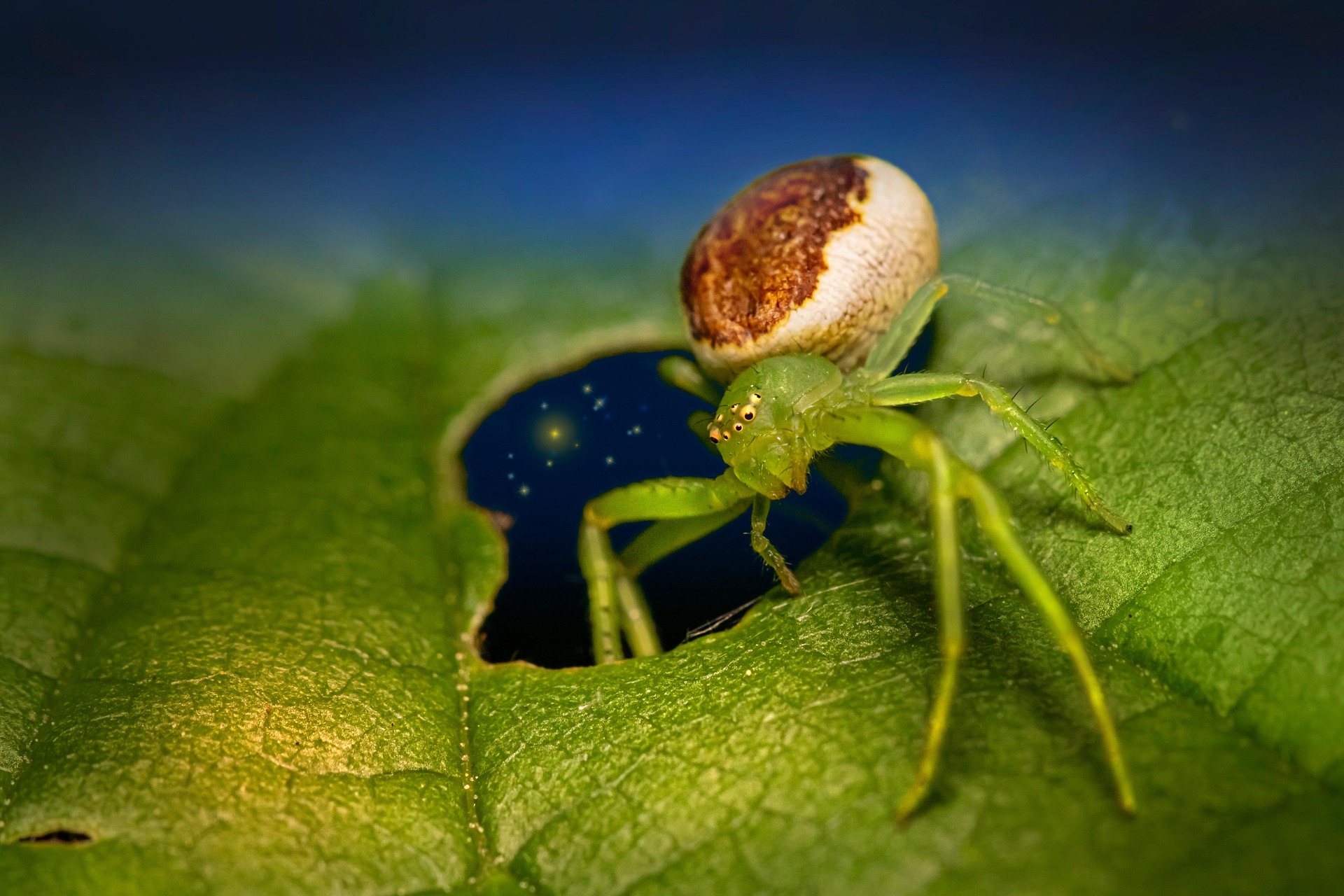 Green crab spider (Diaea dorsata)