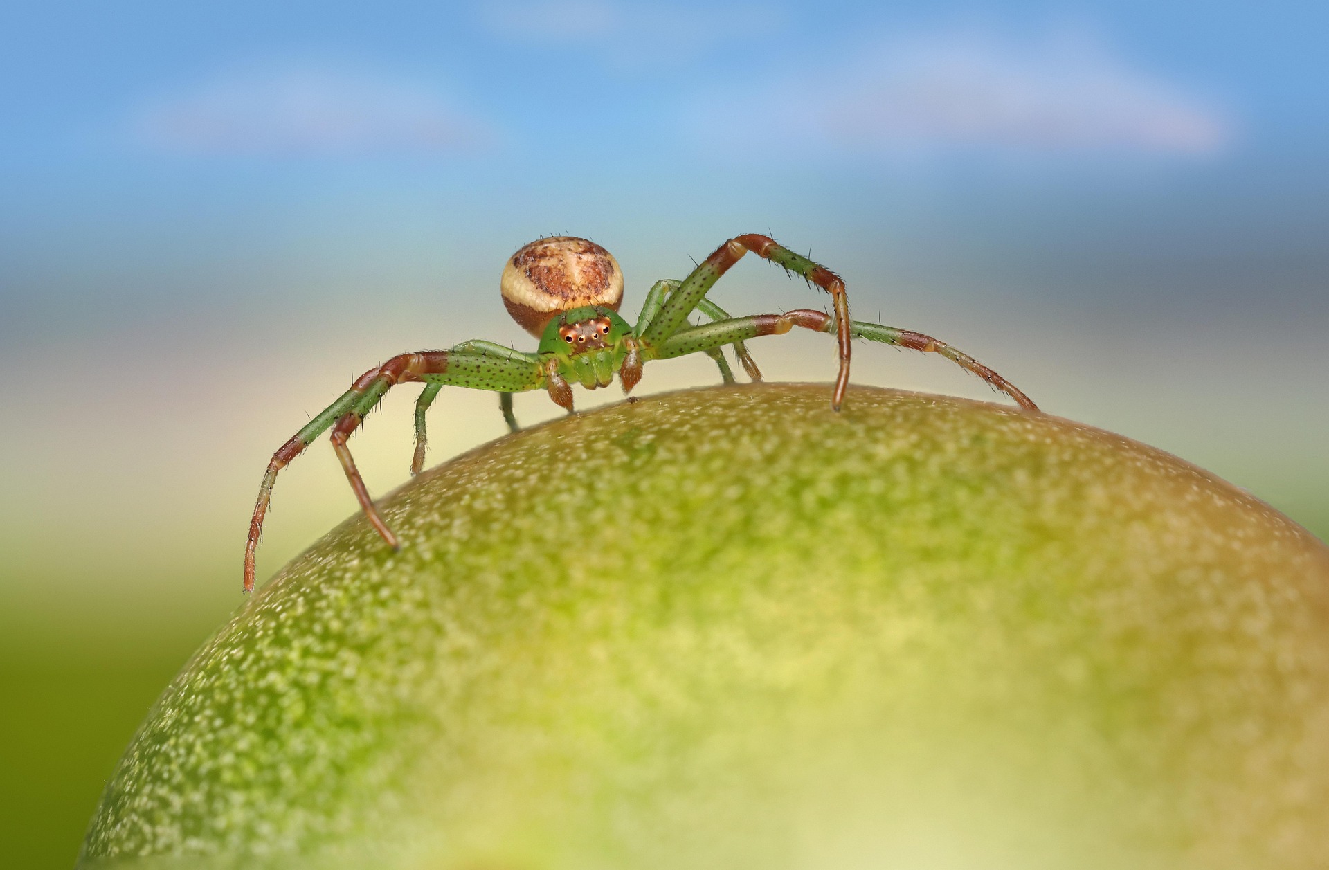 Green crab spider (Diaea dorsata)