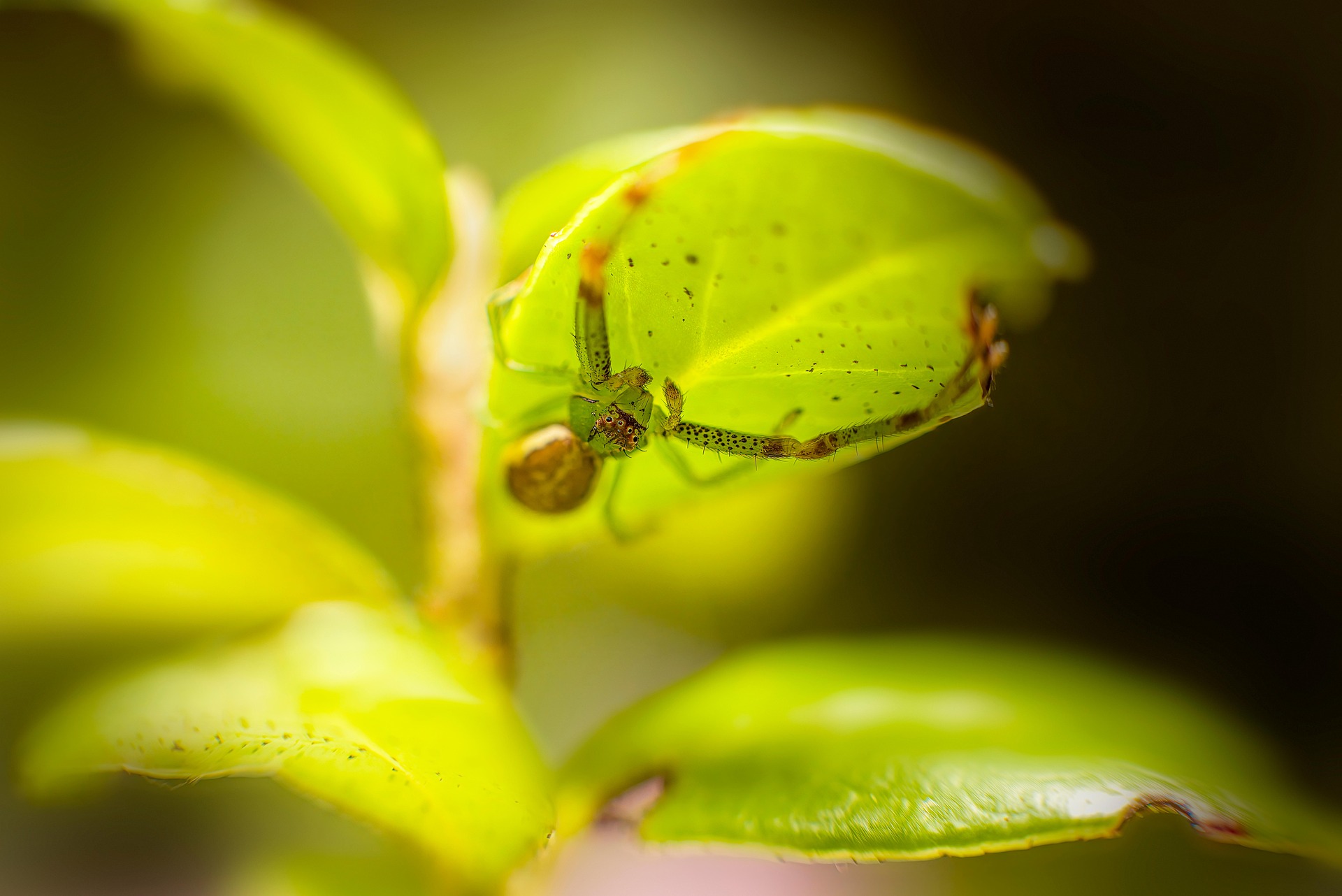 Green crab spider (Diaea dorsata)
