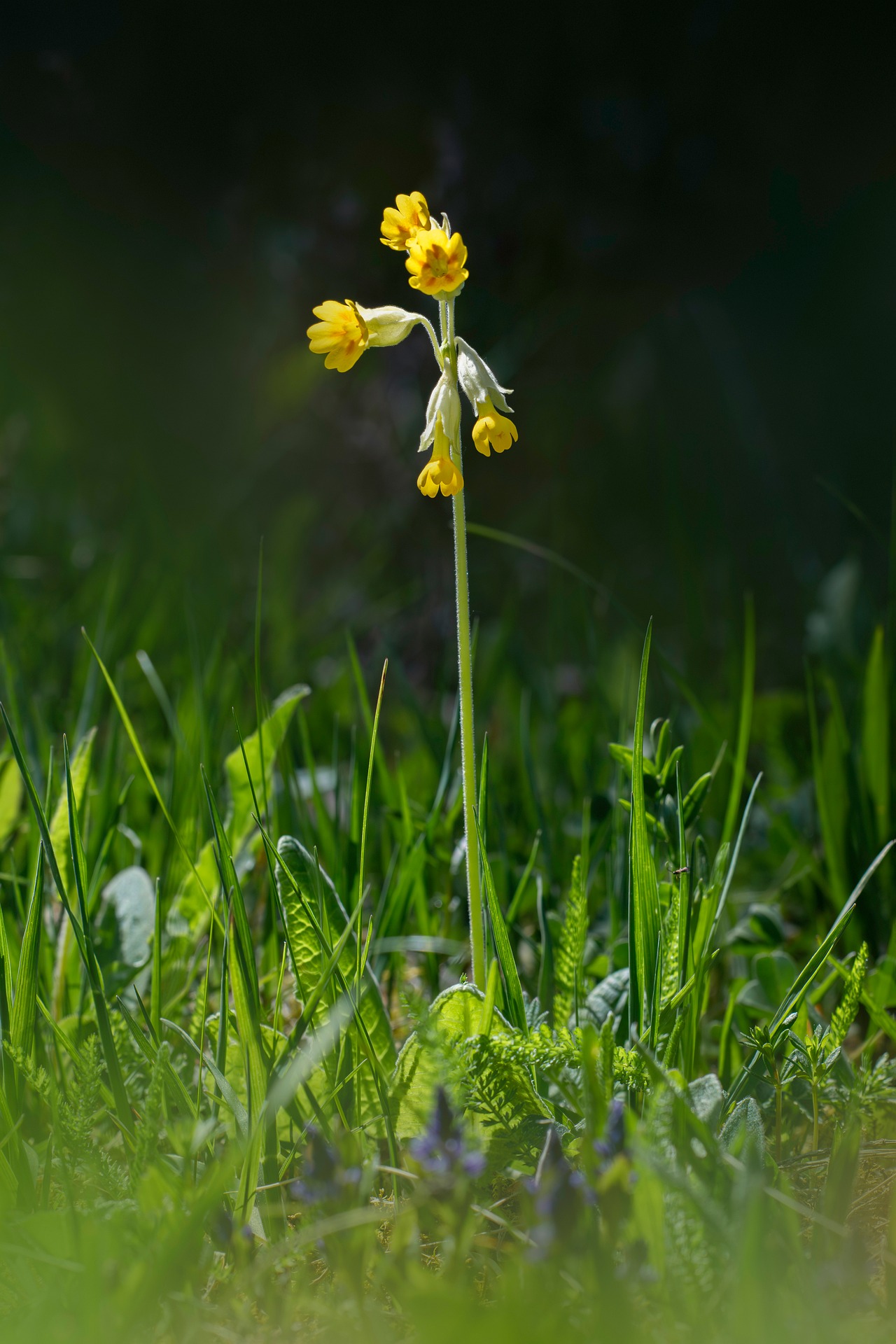 Cowslip, common cowslip, or cowslip primrose (Primula veris)