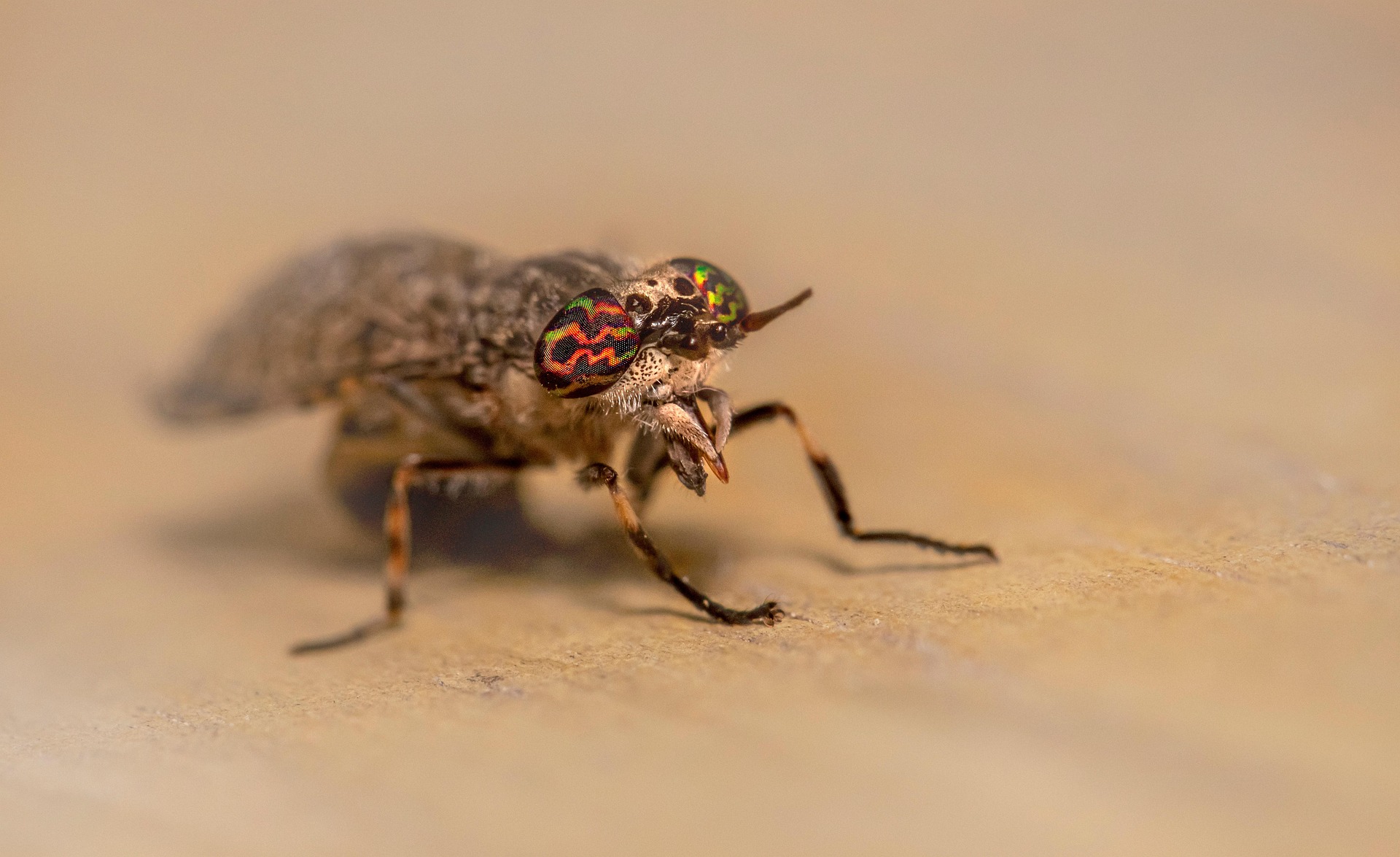 Notch-horned Cleg Fly (Haematopota pluvialis)