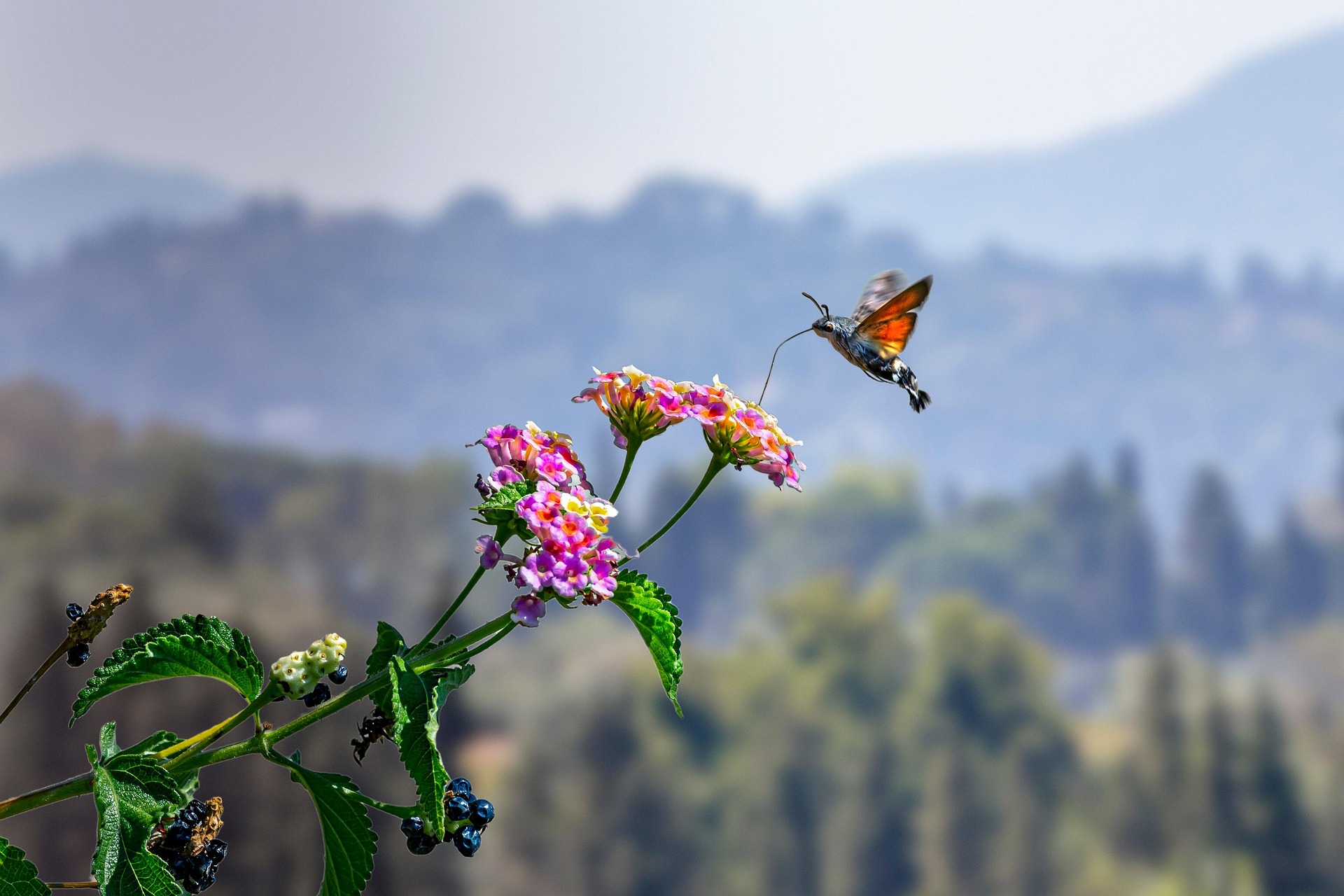 Hummingbird hawk moth (Macroglossum stellaturum)