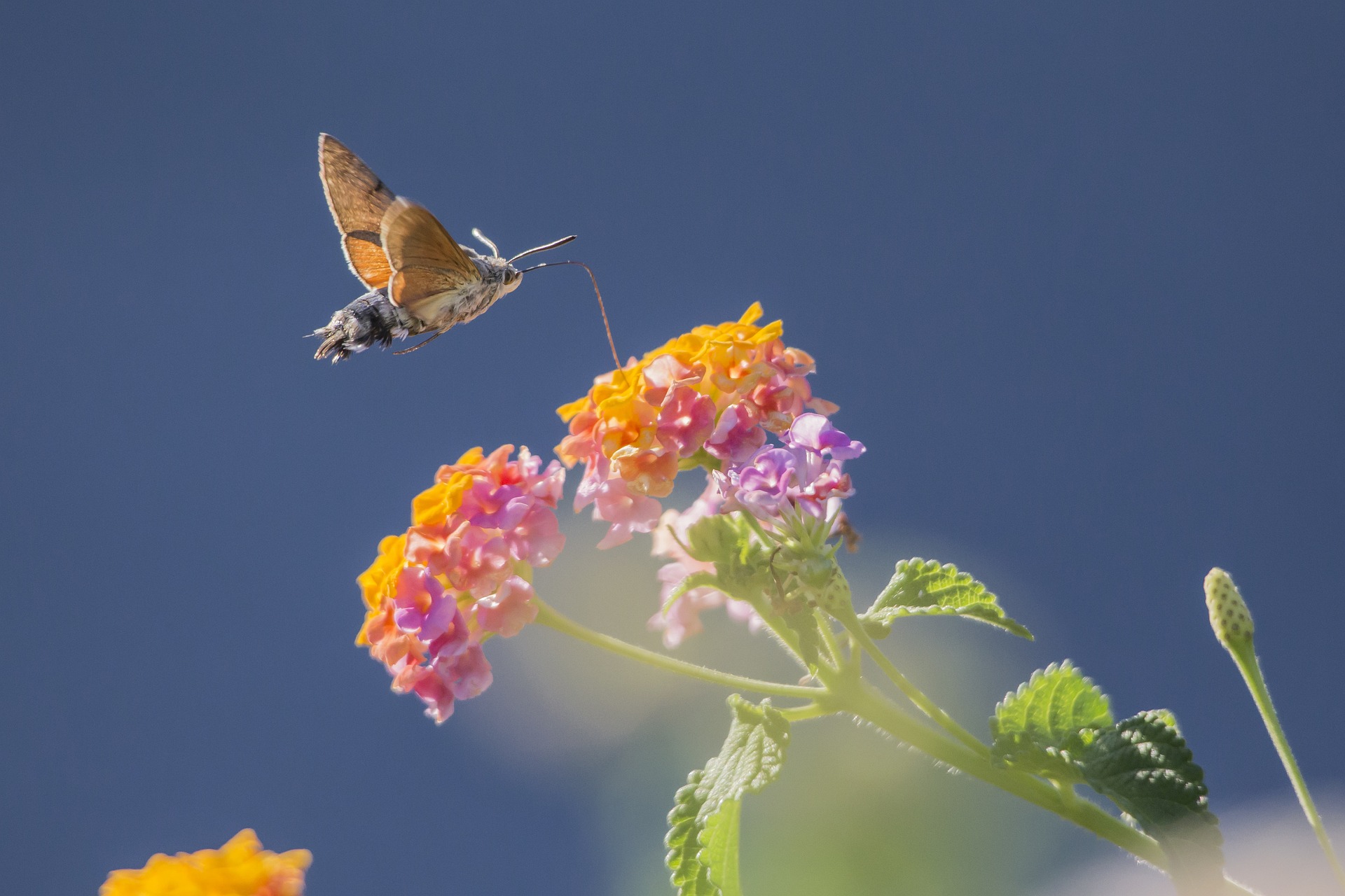 Hummingbird hawk moth (Macroglossum stellaturum)