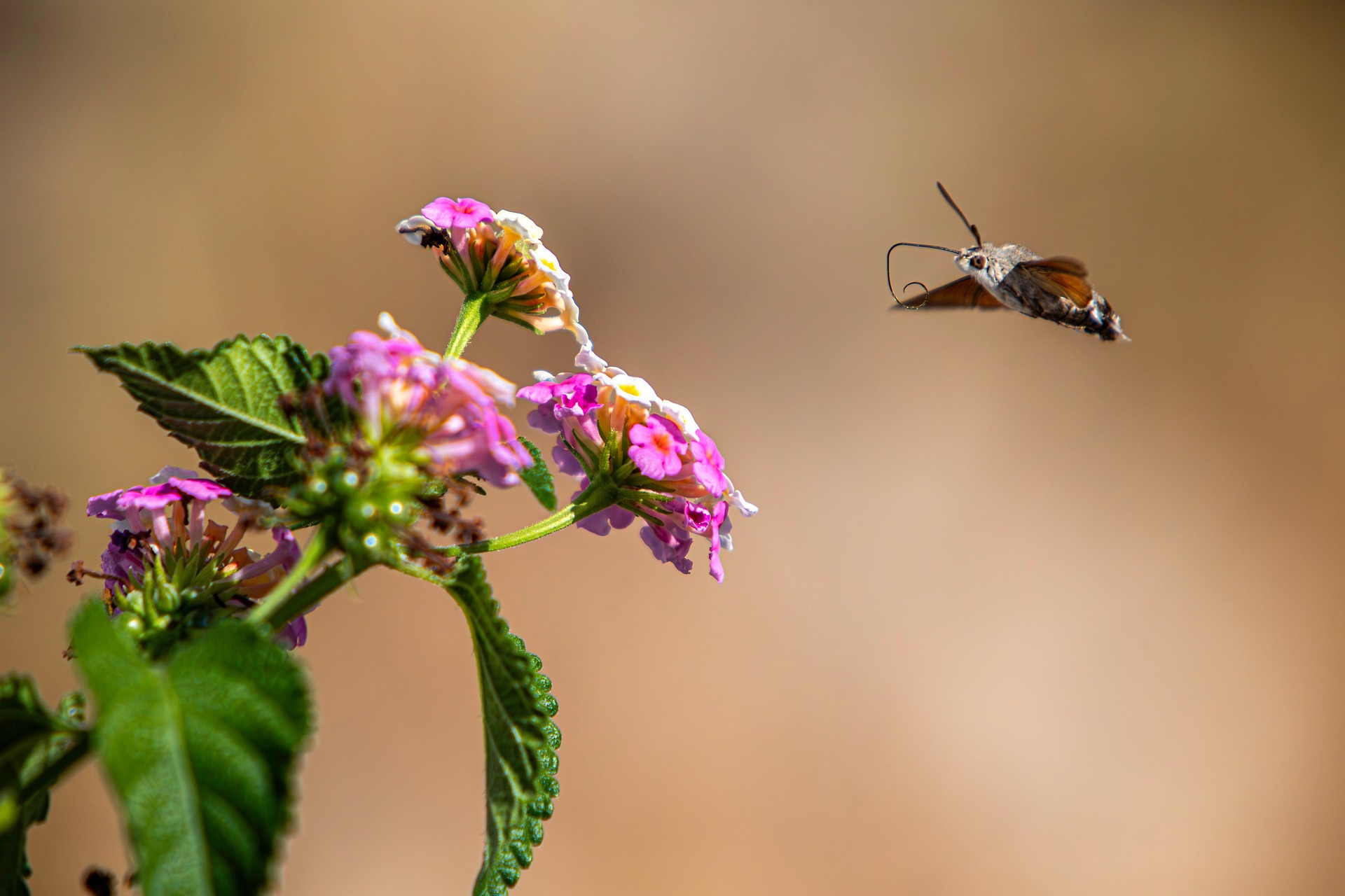 Hummingbird hawk moth (Macroglossum stellaturum)