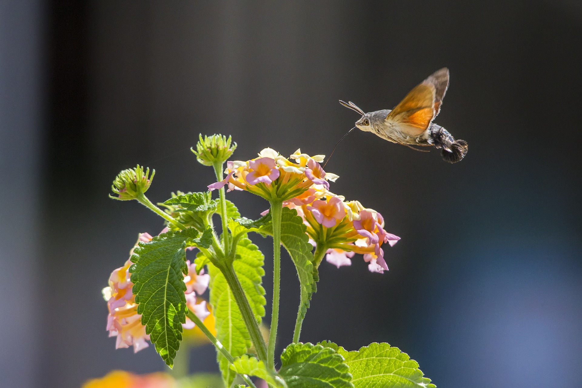 Hummingbird hawk moth (Macroglossum stellaturum)