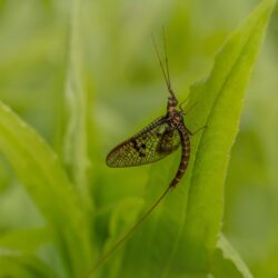Common Mayfly (Ephemera vulgata)