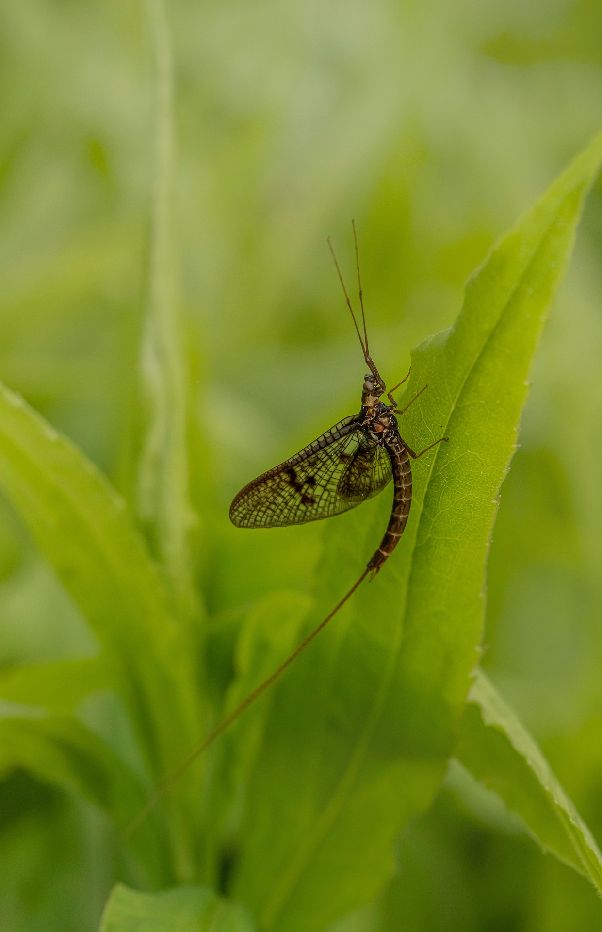 Common Mayfly (Ephemera vulgata)