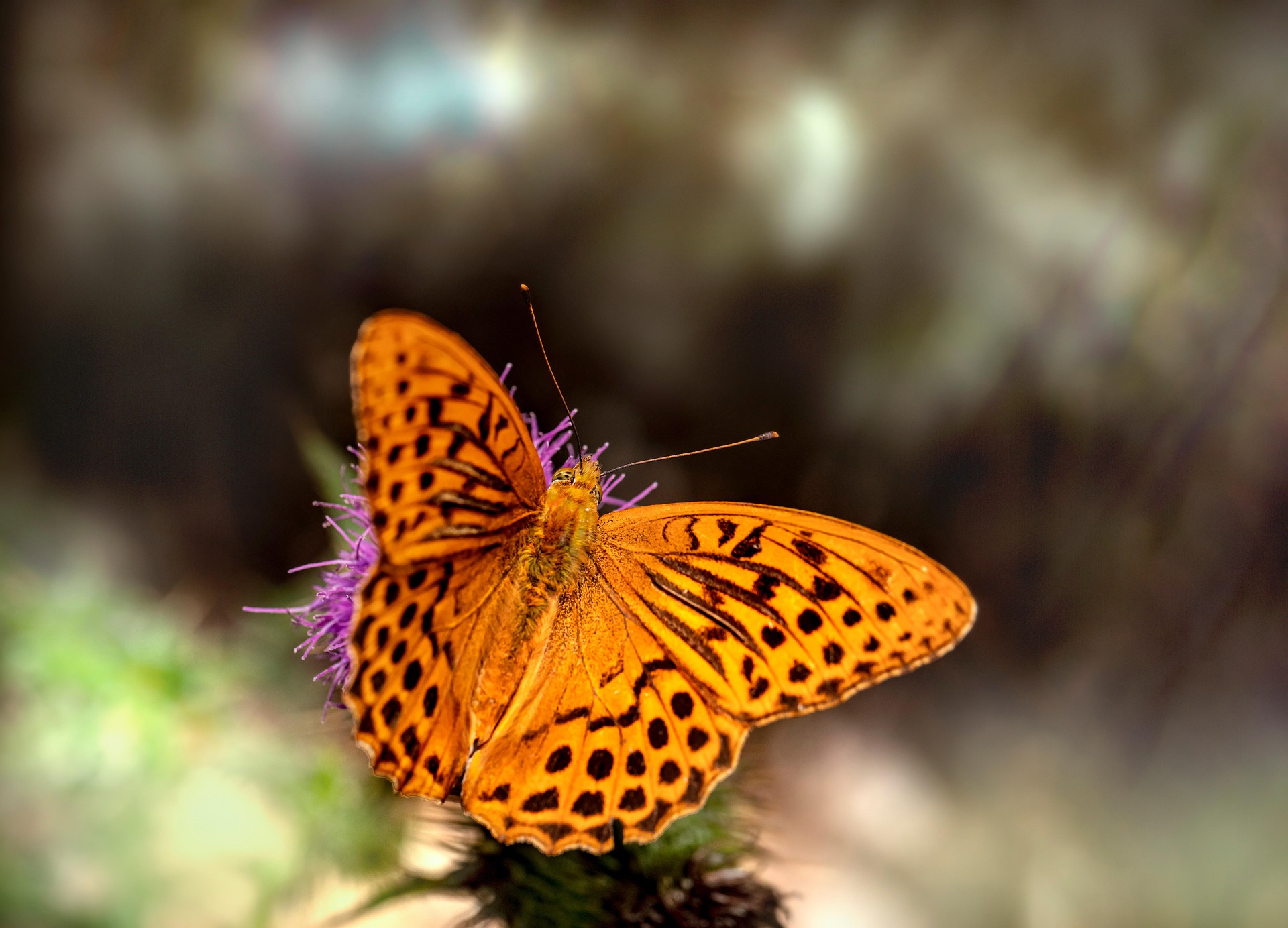 Silver-washed Fritillary (Argynnis paphia)