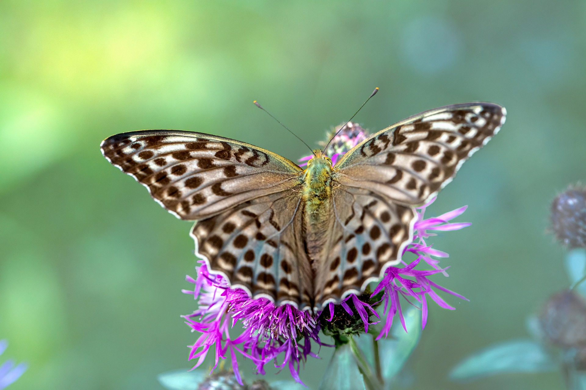 Silver-washed Fritillary (Argynnis paphia)