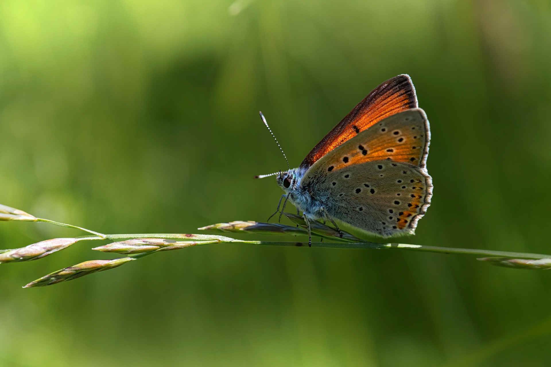 Purple-edged copper (Lycaena hippothoe)