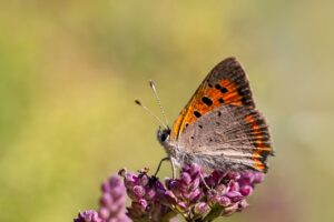 Common copper (Lycaena phlaeas)