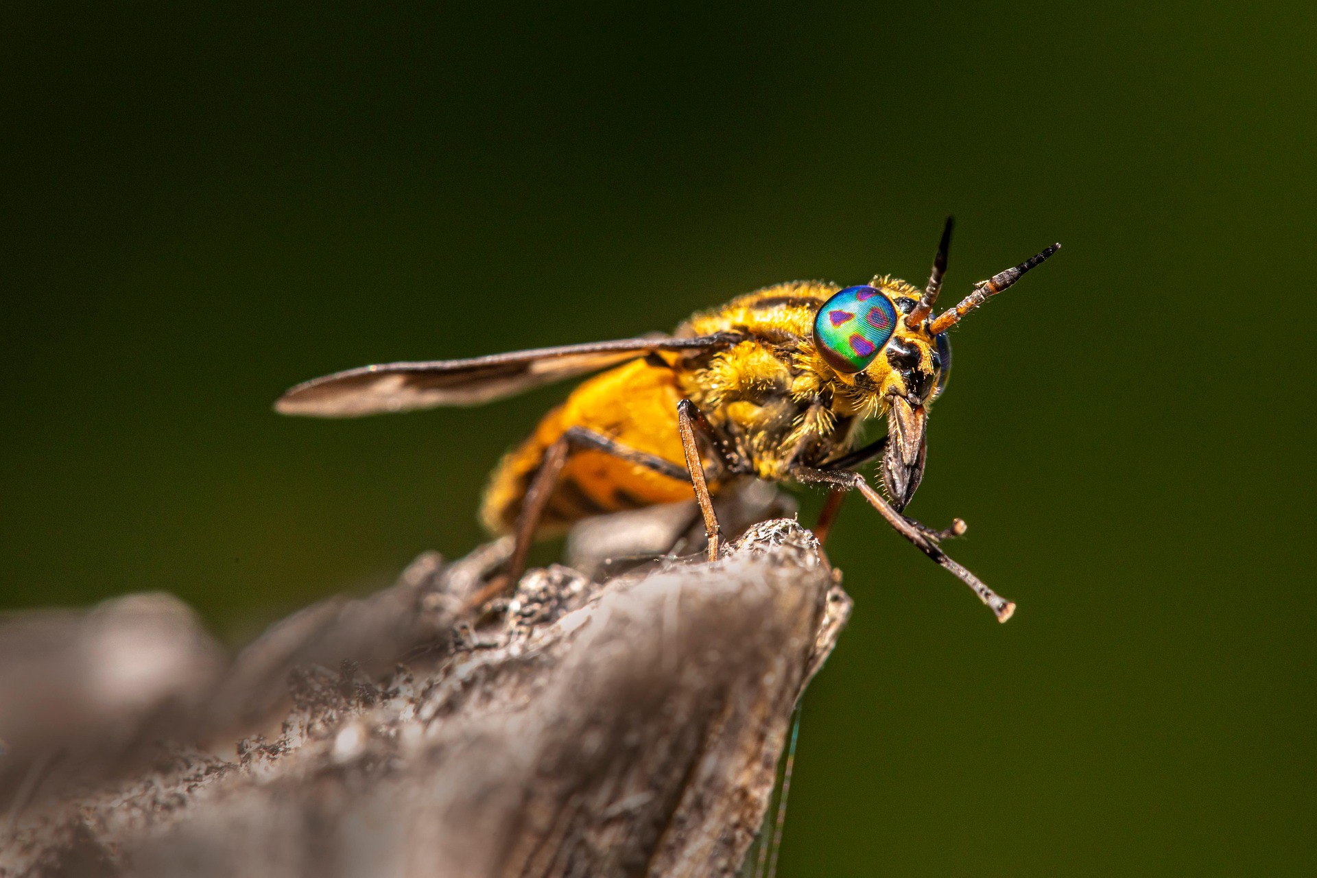 Splayed deer fly (Chrysops caecutiens)