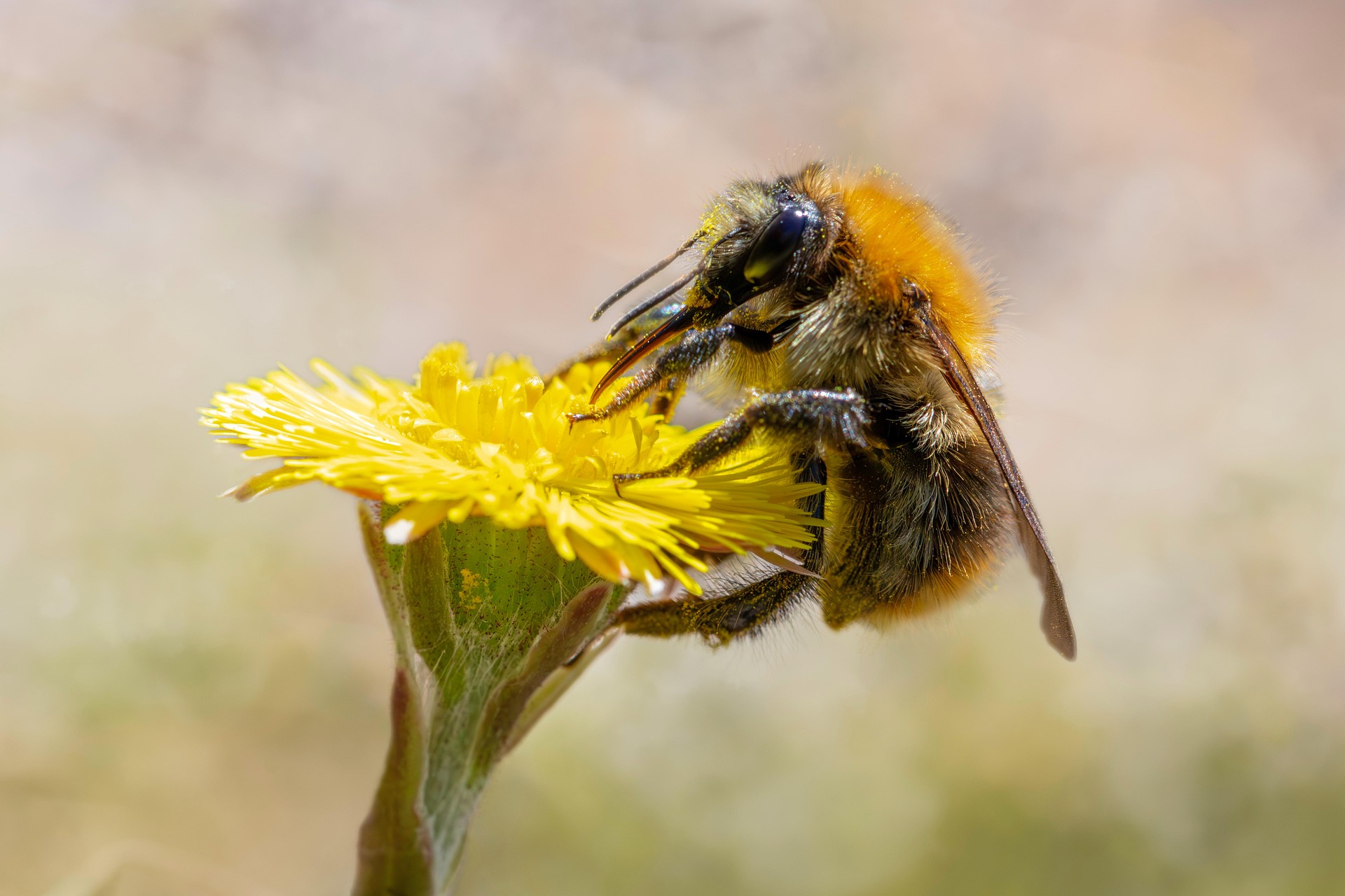 Common carder bee (Bombus pascuorum)