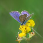Mazarine Blue (Cyaniris semiargus)