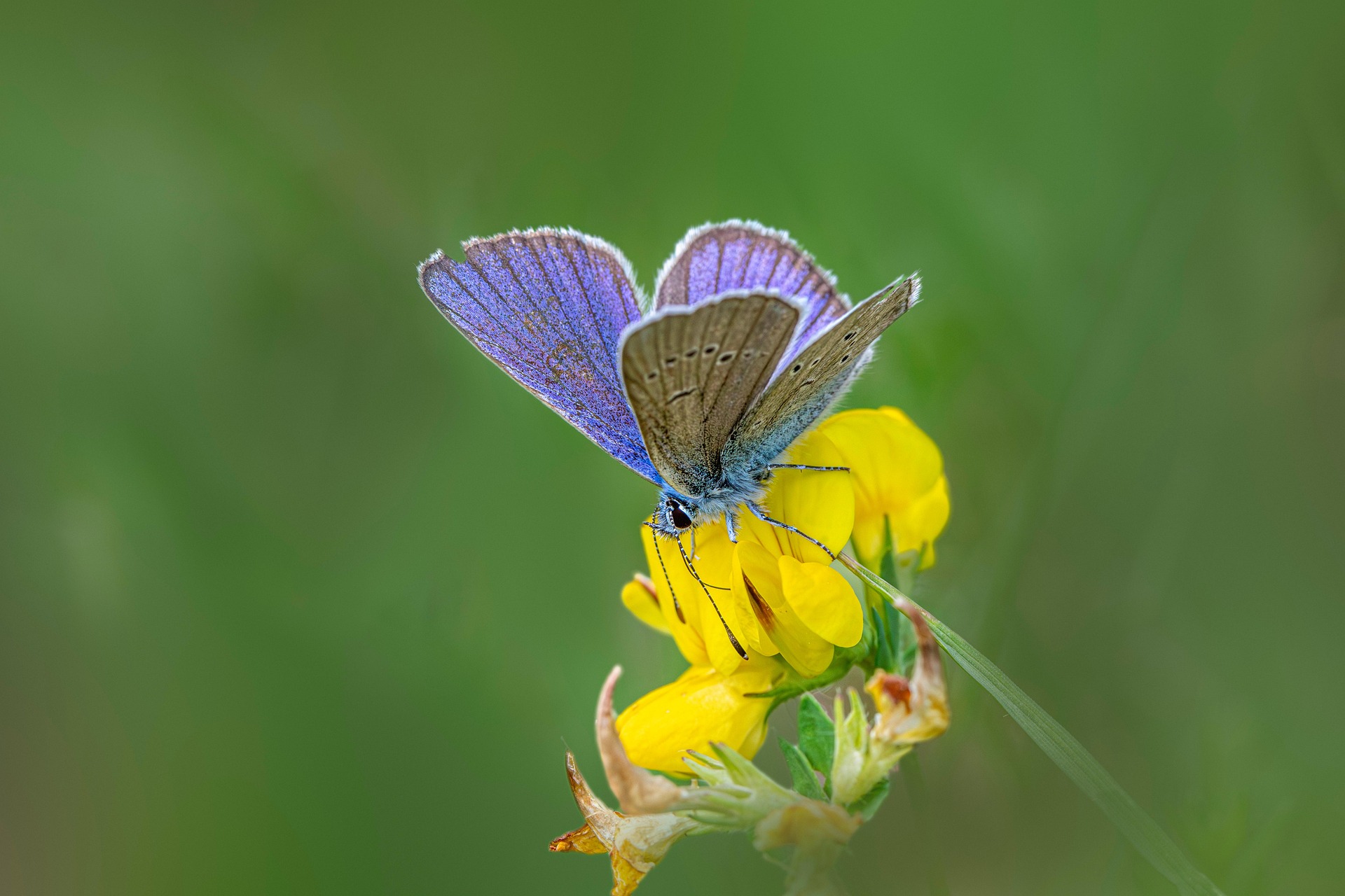 Mazarine Blue (Cyaniris semiargus)