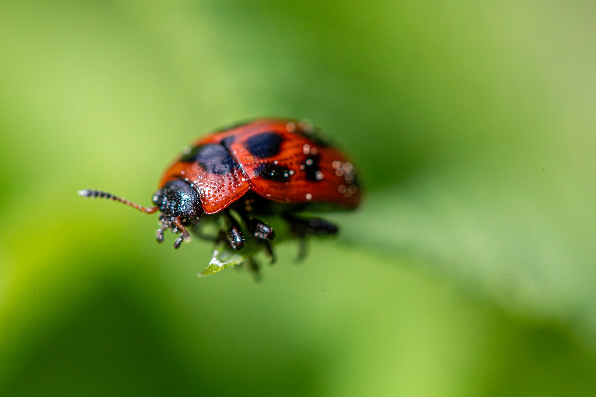 American Aspen Beetle (Gonioctena viminalis)