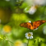 Julia Heliconian (Dryas iulia)