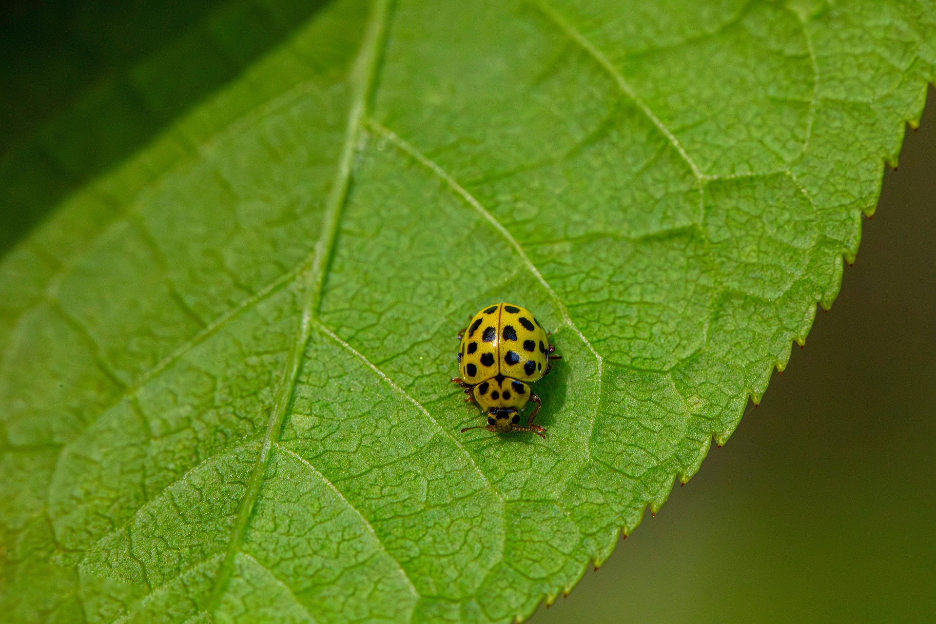 22-spot ladybird (Psyllobora vigintiduopunctata)