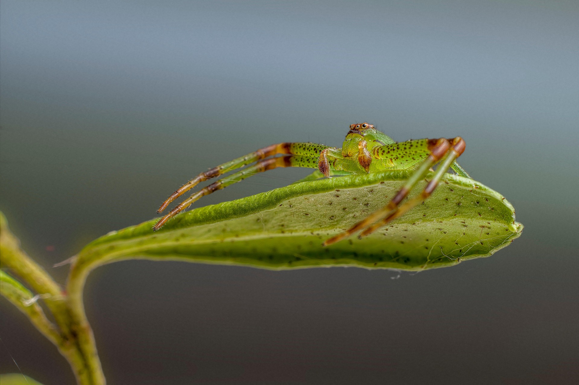 Green crab spider (Diaea dorsata)