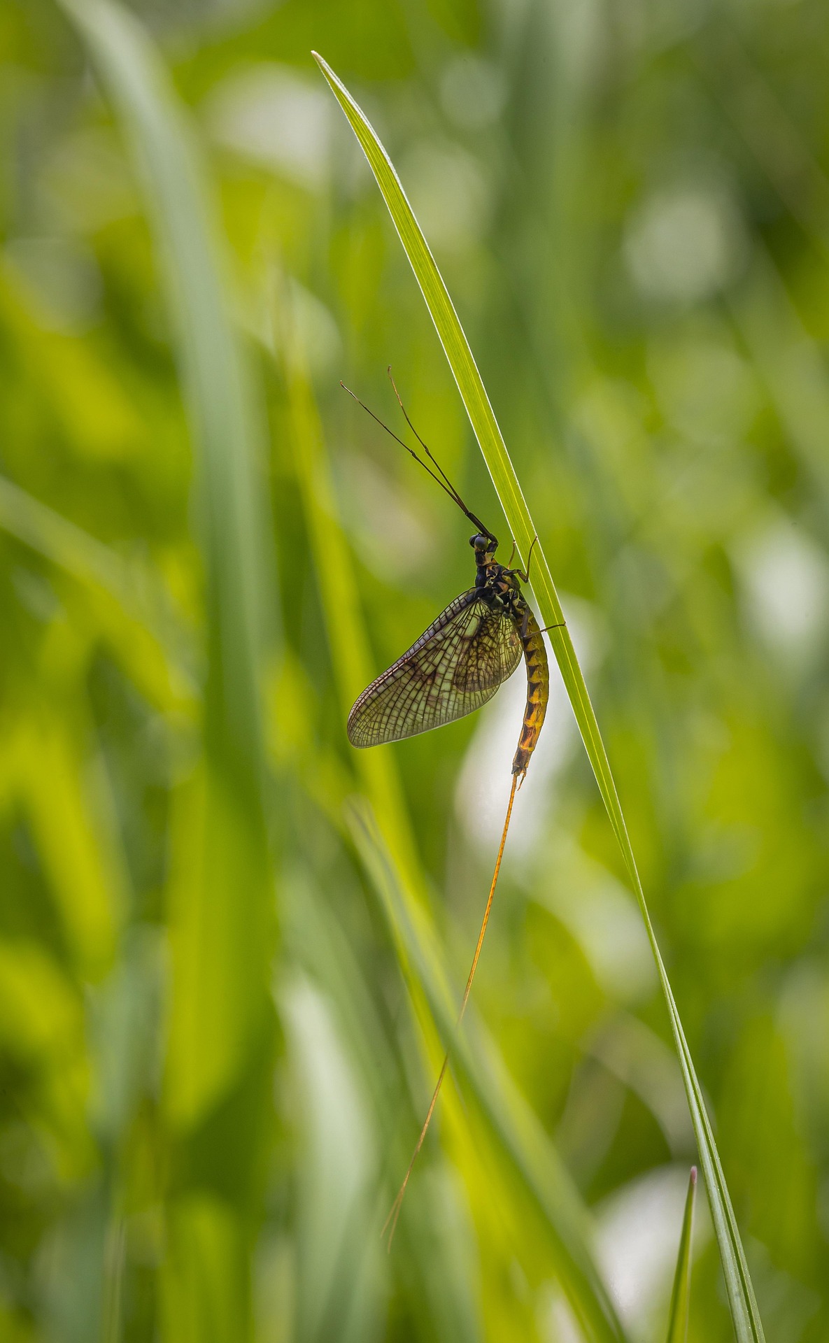 Common Mayfly (Ephemera vulgata)
