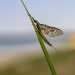 Common Mayfly (Ephemera vulgata)