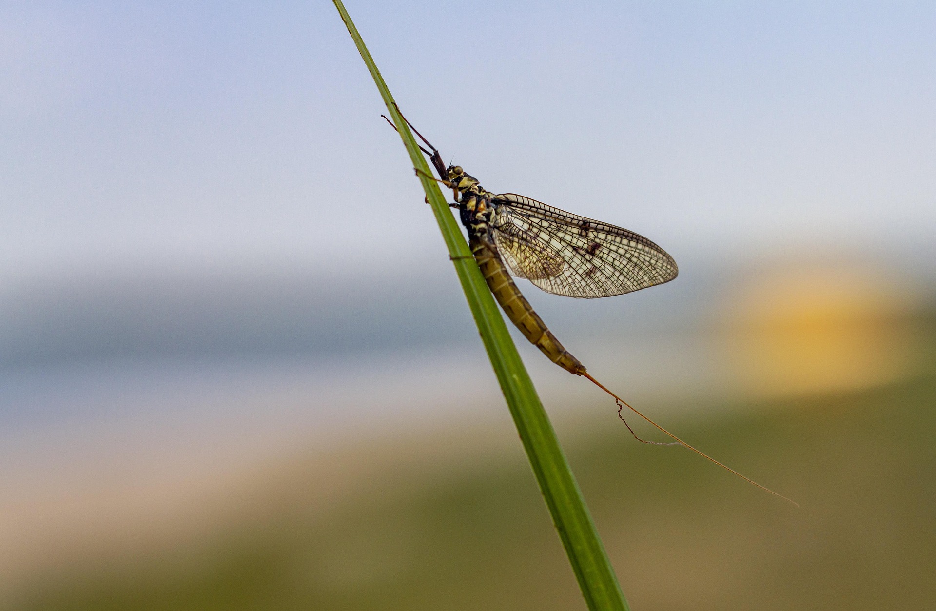 Common Mayfly (Ephemera vulgata)