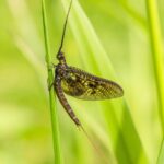 Common Mayfly (Ephemera vulgata)