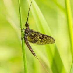 Common Mayfly (Ephemera vulgata)