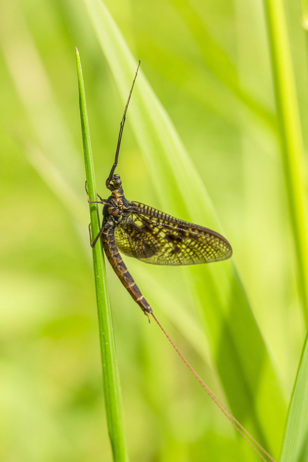 Common Mayfly (Ephemera vulgata)