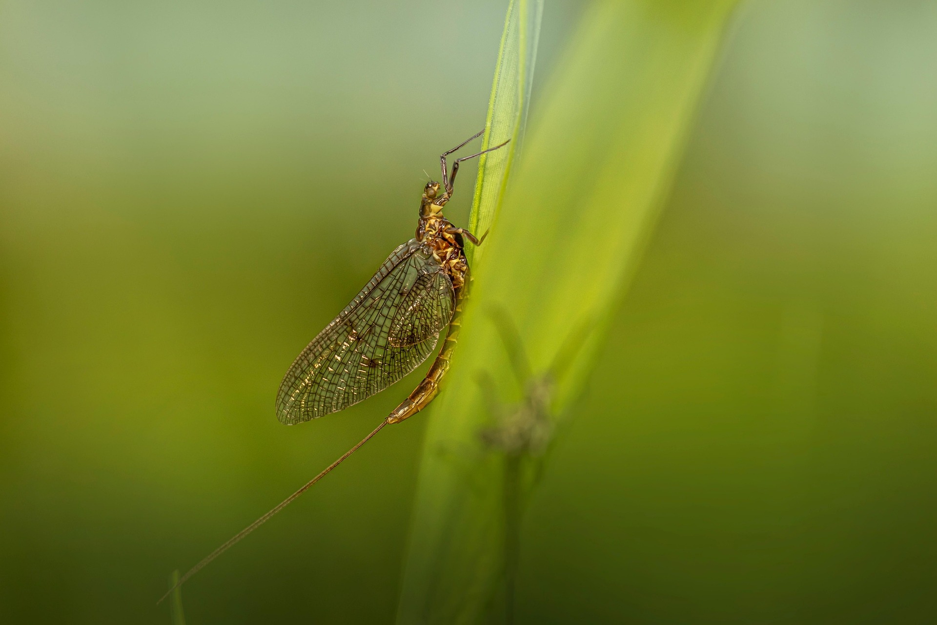 Common Mayfly (Ephemera vulgata)