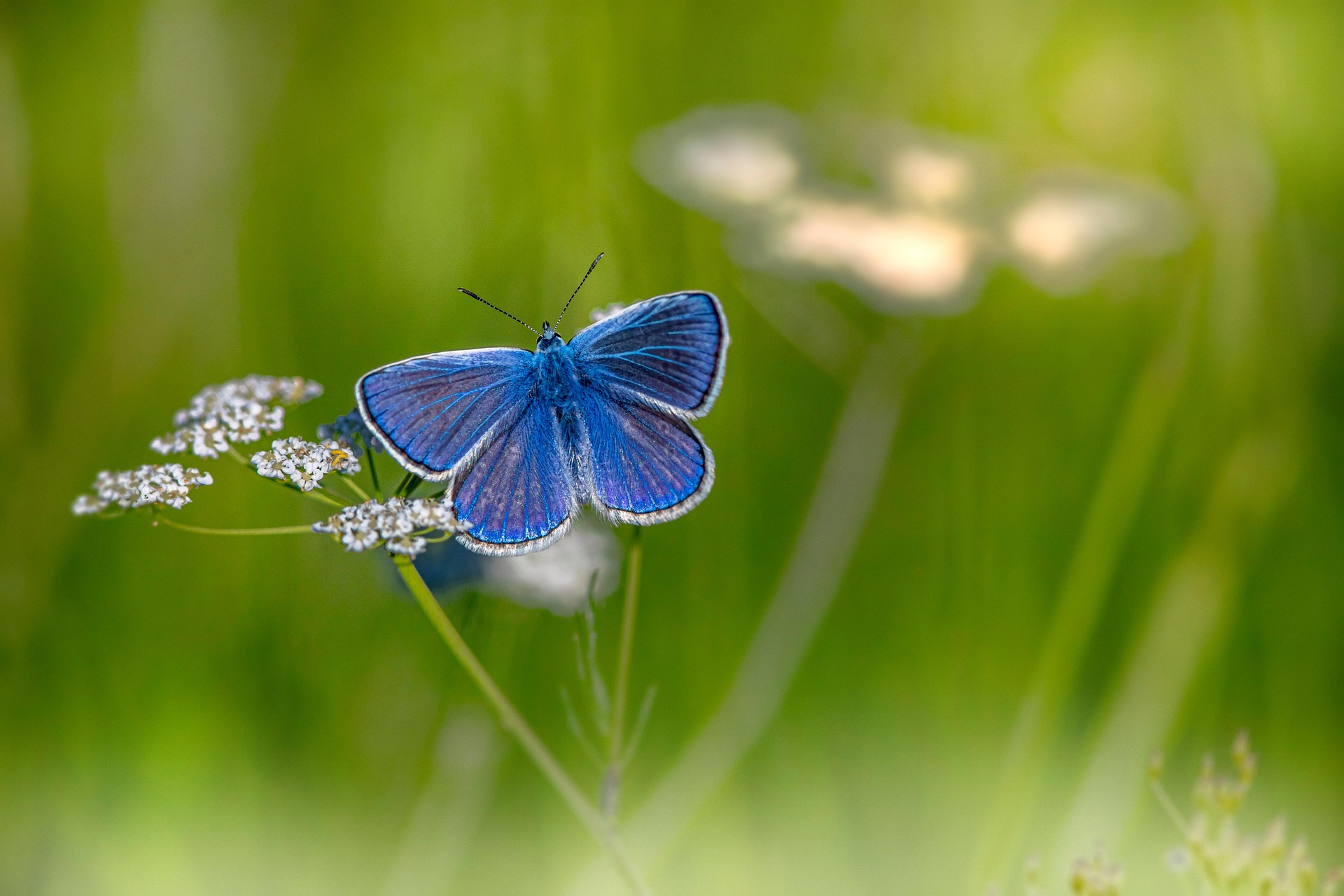 Mazarine Blue (Cyaniris semiargus)
