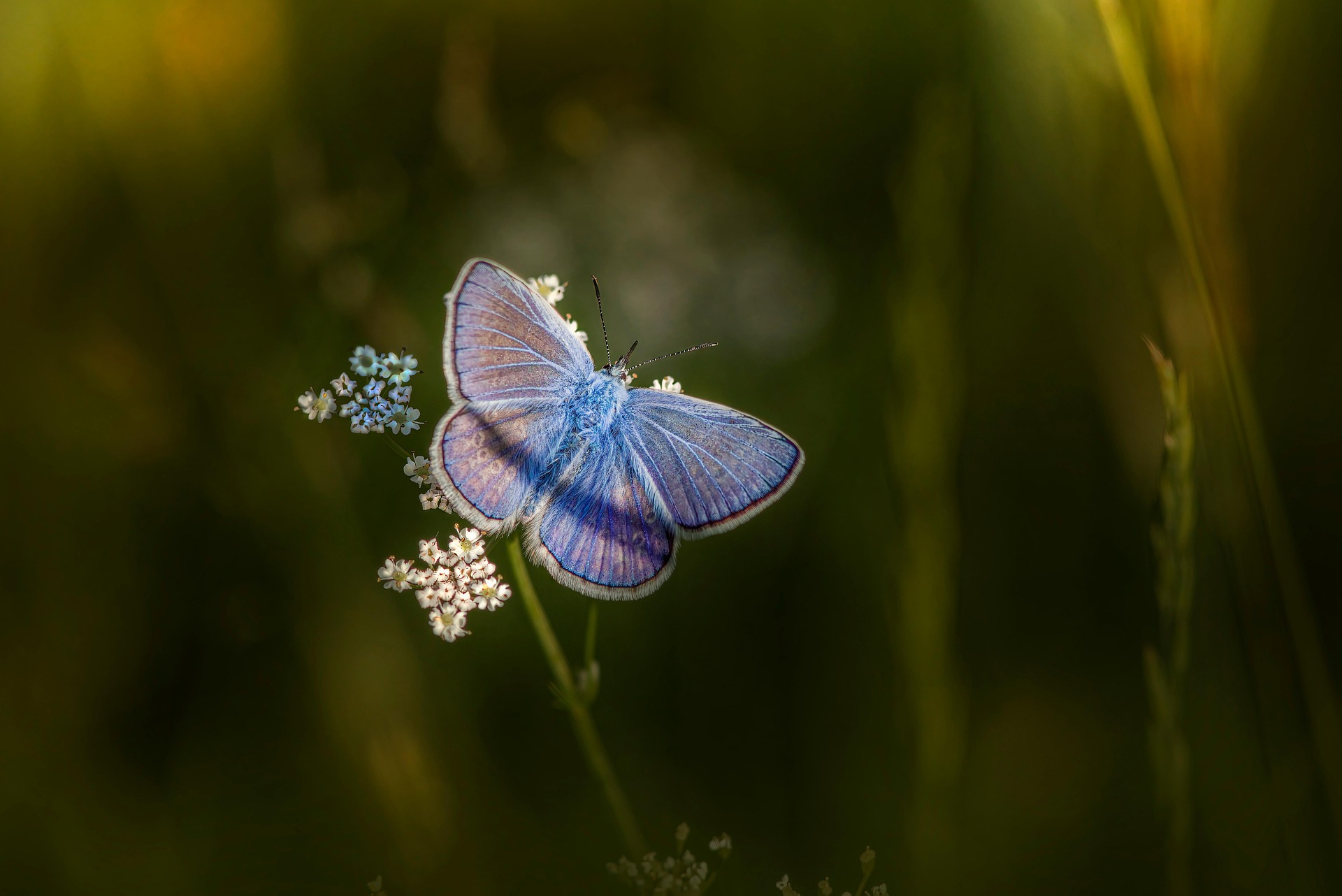 Mazarine Blue (Cyaniris semiargus)