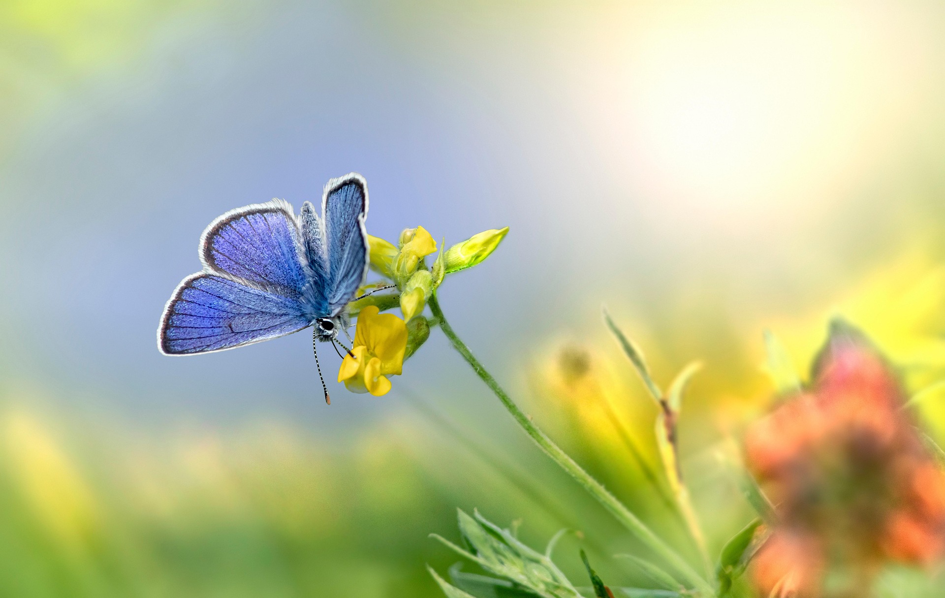 Mazarine Blue (Cyaniris semiargus)