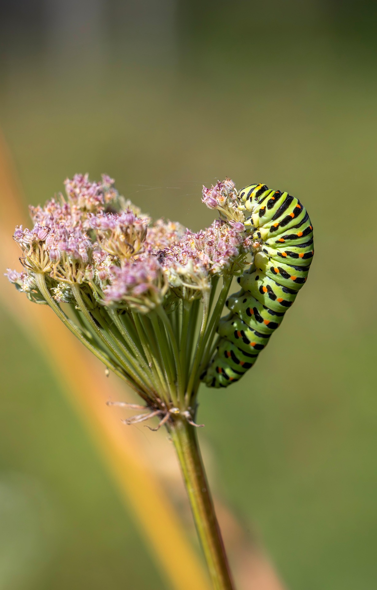 Old World Swallowtail (Papilio machaon)