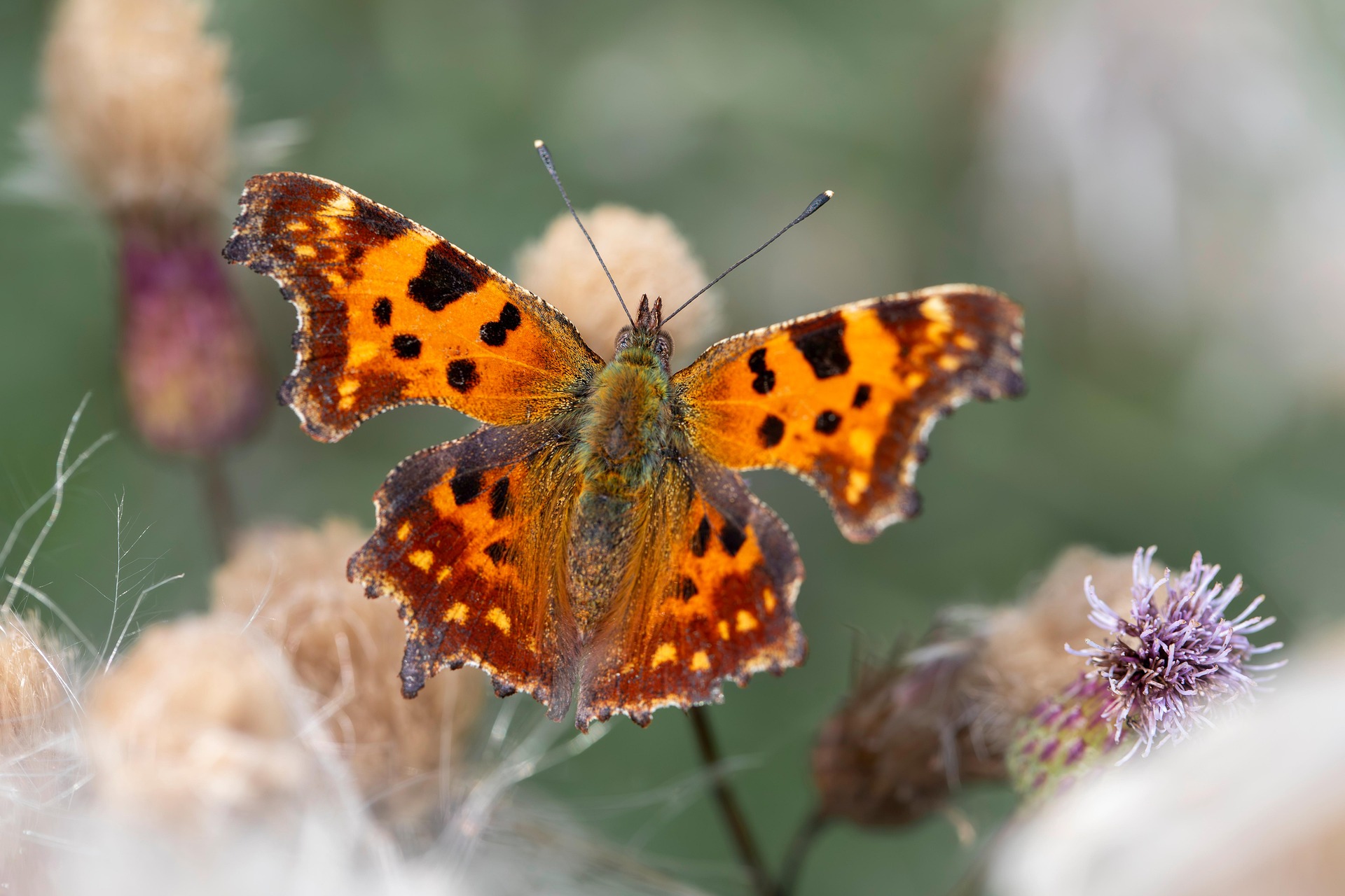 Comma butterfly (Polygonia c-album)