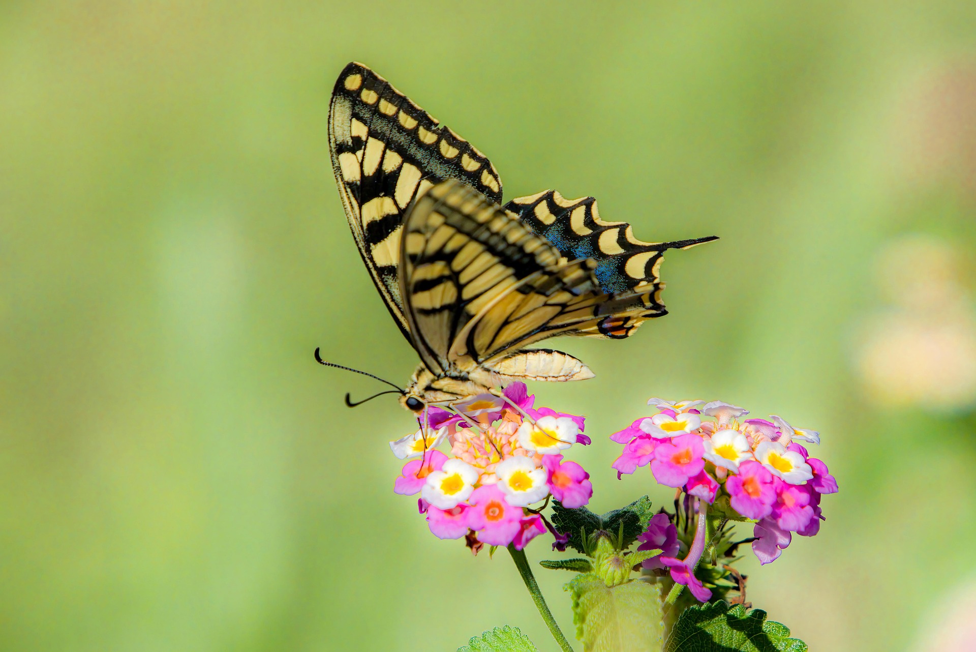 Old World Swallowtail (Papilio machaon)